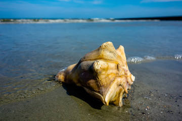 Obraz na płótnie Canvas sea shell on a beach of atlantic ocean at sunset