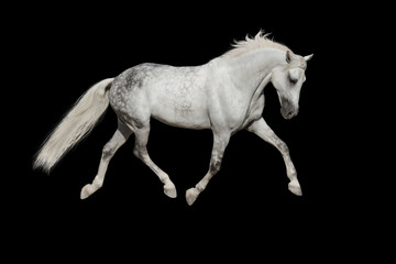 Obraz na płótnie Canvas White horse trotting on black background