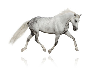 White horse trotting on white background - obrazy, fototapety, plakaty