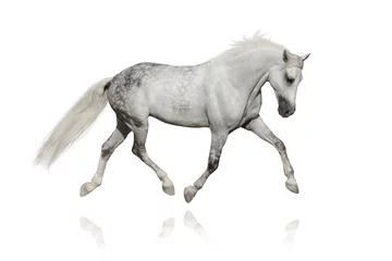 Poster White horse trotting on white background © callipso88