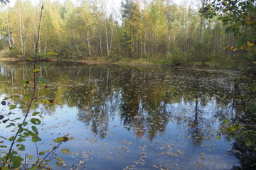 Fototapeta na wymiar Лесное озеро осенью
