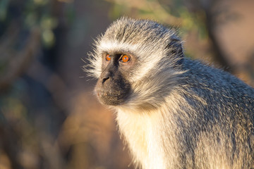 Vervet monkey portrait close up with detail on long facial hair