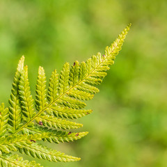 Fern