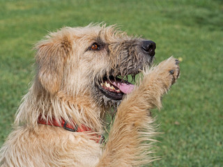 Large hairy white mongrel dog - begging outdoors. Really cute.