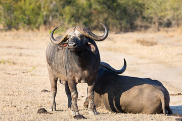 Two tired Cape buffalo lay down on brown grass to rest