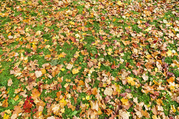 leaf on the white background