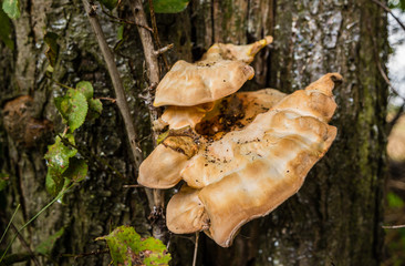 brauner Baumpilz im Herbst
