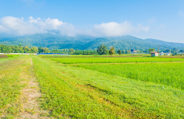 image of rice field and clear blue sky for background usage .