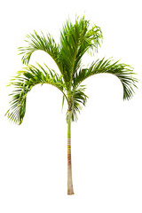 Green palm tree isolated on white background