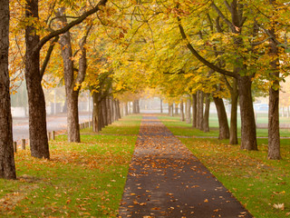 Naklejka premium autumn alley