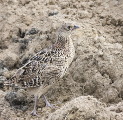 Female pheasant protecting color