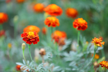 Flowers in garden, close-up