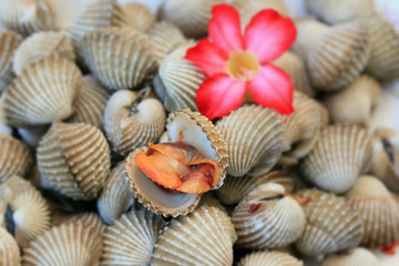 cockles with pink flowers