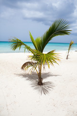 Fototapeta na wymiar Green palm on the beach close-up