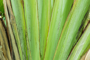 Closeup trunk of green palm tree background