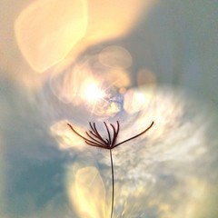 grass flower abstract