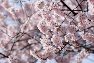 Sakura flower or cherry blossoms.