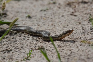 Wriggled wild viper in the sand. Poisonous snake 