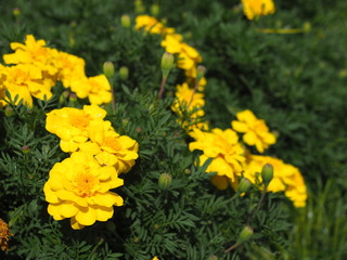 黄色のマリーゴールドたち