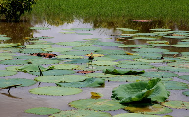 Kakadu N.P. - Australia