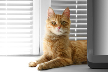 Kitten lying on windowsill, closeup