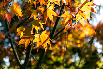 Red maple leaves in park