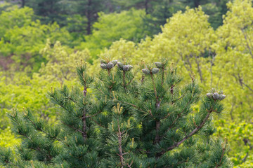 Pine tree in forest