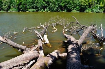 branches of trees in water