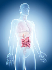 medically accurate illustration of the small intestine