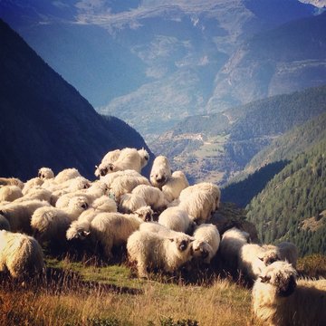 black face sheeps - simplon pass - switzerland