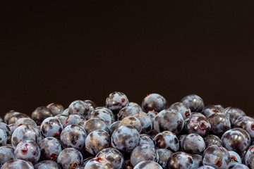 Wine Grapes