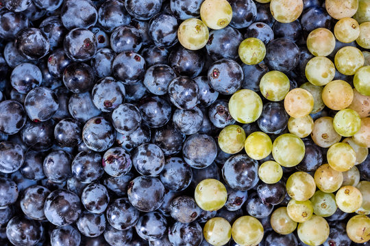 Wine Grapes