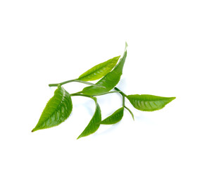 Obraz premium Fresh green tea leaf on white background