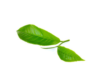 Fresh green tea leaf on white background