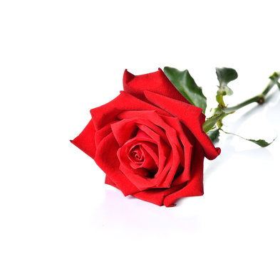Beautiful red  roses on white background
