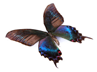 Naklejka premium Colorful butterfly isolated on white