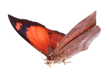 Colorful butterfly isolated on white