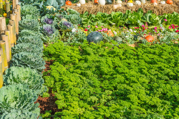 organic vegetables and greens