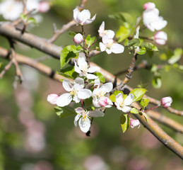 flowers on apple tree in nature