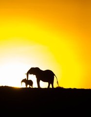 Fototapeta na wymiar Silhouette of an Elephant and Calf