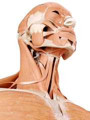 medically accurate anatomy illustration - neck muscles