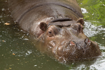 737 - hippopotamus
