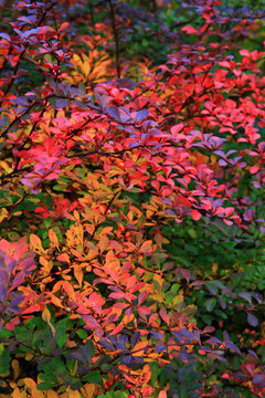 autumnal leaves texture