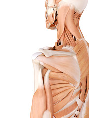 medically accurate anatomy illustration - shoulder muscles