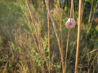 Трава © alias33