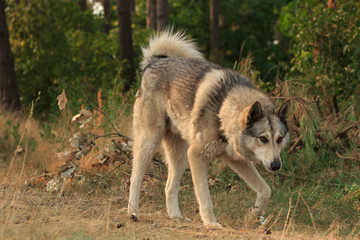 Grey dog in wood