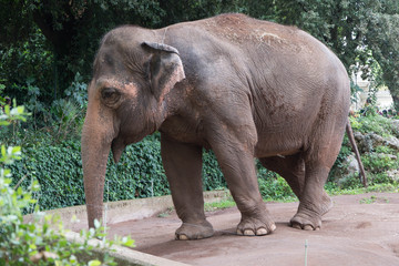 885 - elephant