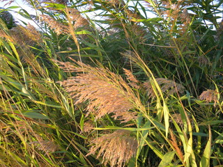 Трава © alias33