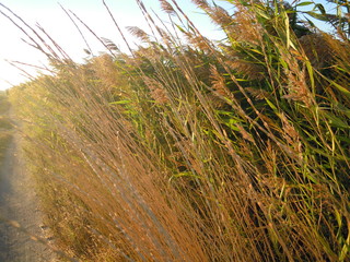 Степь © alias33