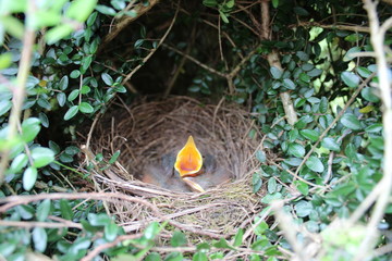 Naissance de trois petits merles